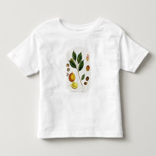 T-shirts A noz-moscada, chapeia 353 "de um erval curioso",