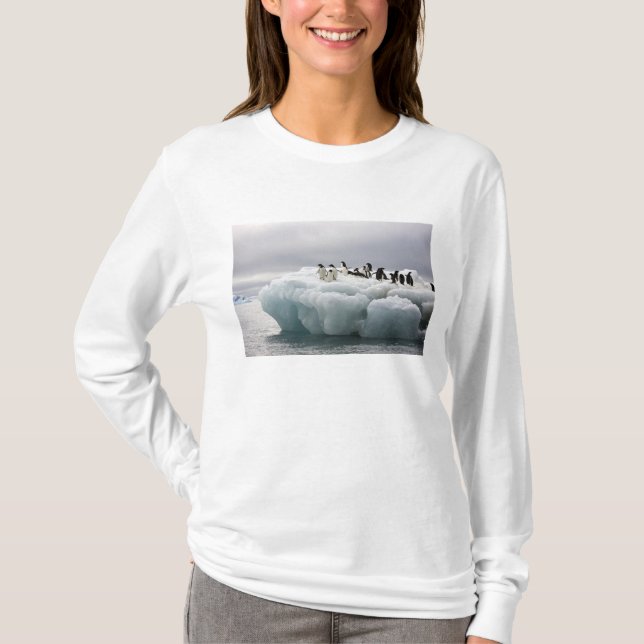 T-shirts Adelie Penguin Pygoscelis adeliae), (Frente)