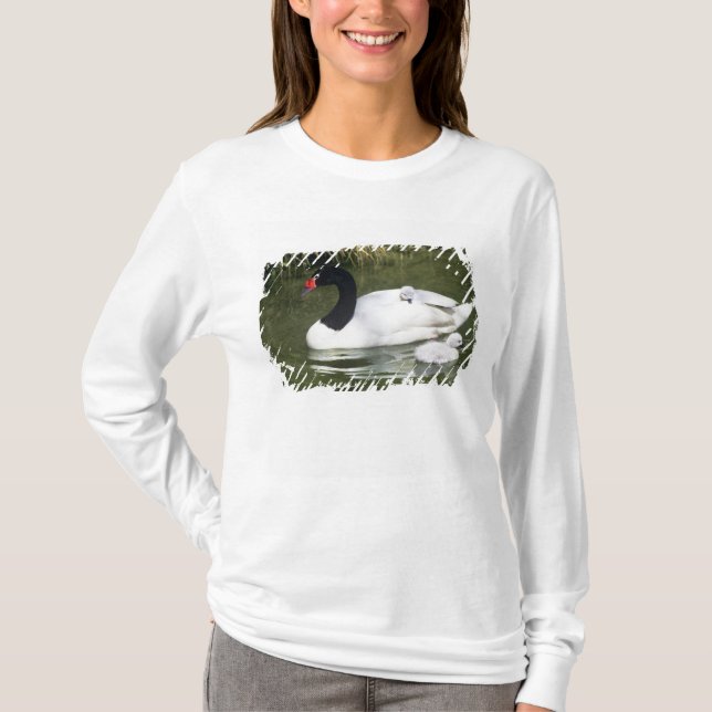 T-shirts Adulto cisne de pescoço negro e ciganos na água. (Frente)