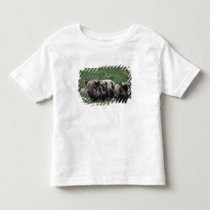 T-shirts África, África do Sul, perto de Gansbaii Doméstico