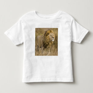 T-shirts África. Tanzânia. Leão macho em Ngorongoro