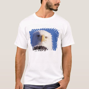 T-shirts águia-careca, Haliaeetus leucocephalus, foto da ca