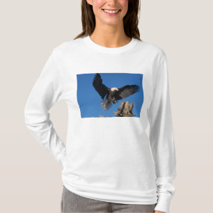 T-shirts águia-pescadora, Haliaeetus leuccocephalus, pousan