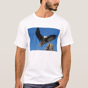T-shirts águia-pescadora, Haliaeetus leuccocephalus, pousan