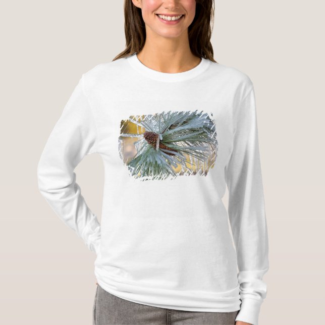 T-shirts Agulhas de pinheiro ponderosa são (Frente)