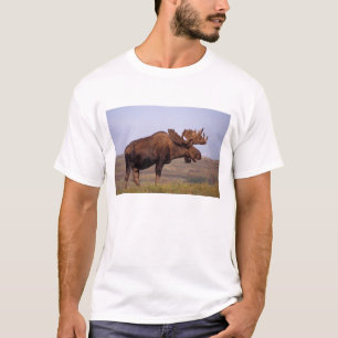 T-shirts alce, Alces alces, touro com grandes chifres