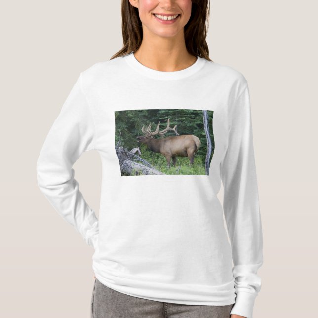 T-shirts Alce bugling no Parque Nacional Banff, Canadá. (Frente)