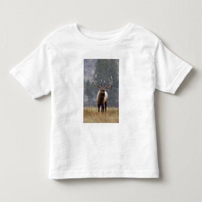 T-shirts Alce macho buglando, Yellowstone NP, Wyoming 2 (Frente)