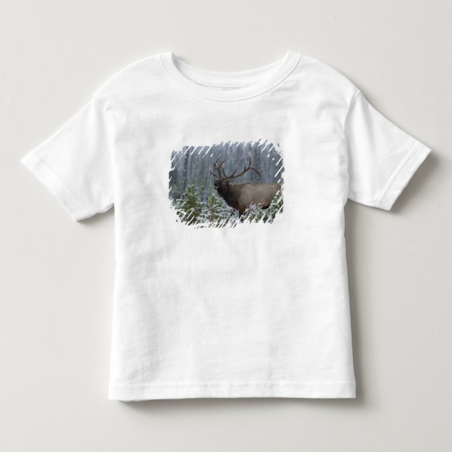 T-shirts Alce macho na neve chamando, bugling, Yellowstone (Frente)