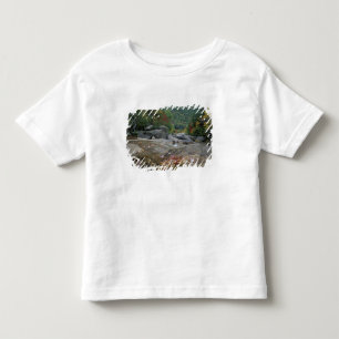 T-shirts América do Norte, EUA, NH, Folhagem de outono em N