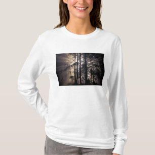 T-shirts América do Norte, EUA, Washington, Olympic NF,