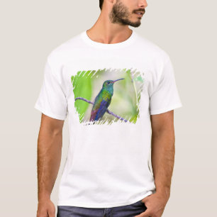 T-shirts América do Sul, Costa Rica, Sarapiqui, La Selva