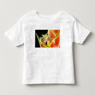 T-shirts América do Sul, Equador, Amazônia. Rã de árvore