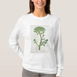 T-shirts Angélica Archangelica 'de Phytographie Medicale