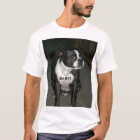 Anjo do Innocent de Boston Terrier