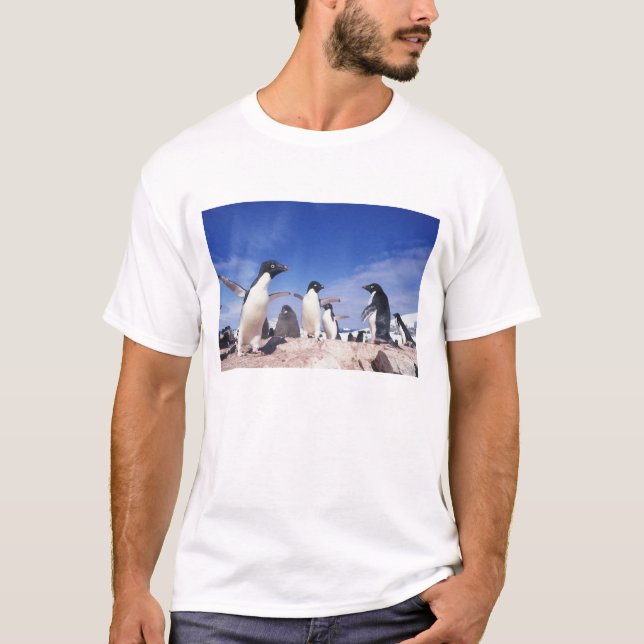 T-shirts Antártica, Adelie Penguin Pygoscelis (Frente)