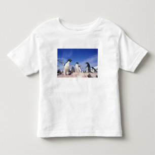 T-shirts Antártica, Pinguim Adelie Pygoscelis