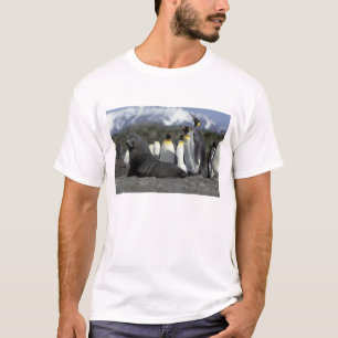 T-shirts Antártida, Ilha da Geórgia do Sul. Lobo-marinho-an