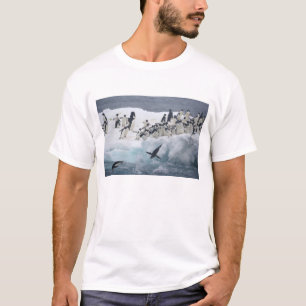T-shirts Antártida, Ilha Paulet. Pinguins Adelie