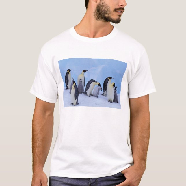 T-shirts Antártida, Pinguins Imperadores (Frente)