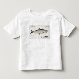 T-shirts Arenque (Clupea Harengus) (Fig. 1) e Sprat (Clup)