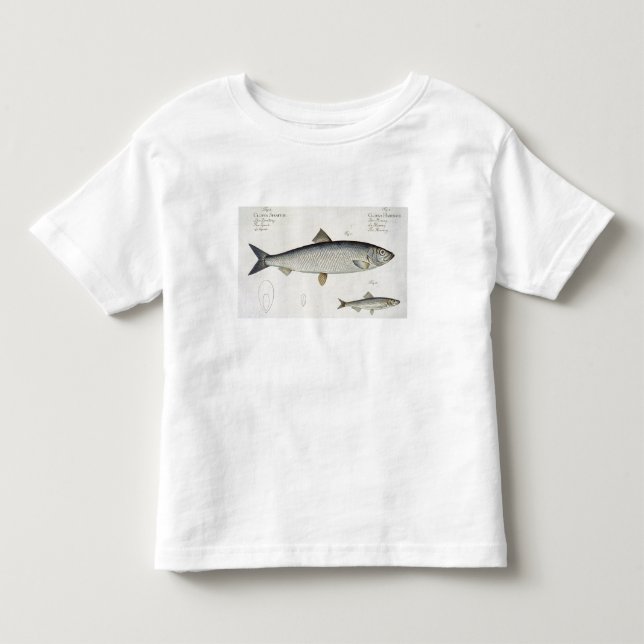 T-shirts Arenque (Clupea Harengus) (Fig. 1) e Sprat (Clup) (Frente)