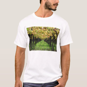 T-shirts Argentina, Mendoza, fileira da uva no vinhedo