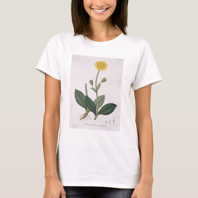 T-shirts Arnica Montana a partir de 'Phytographie Medicale' (Frente)