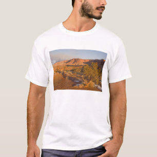 T-shirts Árvore de Utah (Juniper Juniperus osteosperma) em