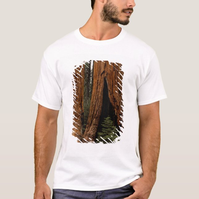 T-shirts Árvores Redwood, Parque Nacional Sequoia. (Frente)