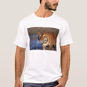 T-shirts ÁSIA, Índia, Tigre-de-bengala (Panthera tigris)