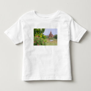 T-shirts Ásia, Mianmar (Birmânia), Bagan (Pagan). Vacas