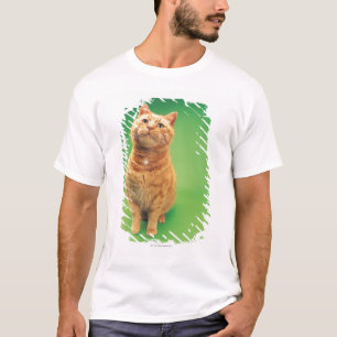 T-shirts Assento do gato do gengibre, olhando para cima