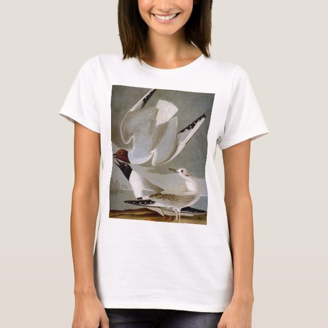 T-shirts Audubon: A gaivota de Bonaparte (Frente)