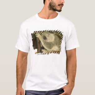 T-shirts Austrália, Queensland, Brisbane. Figueira