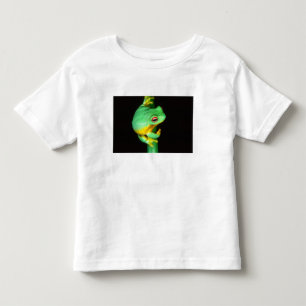 T-shirts Australian Red Eye Treefrog, Litoria chloris,