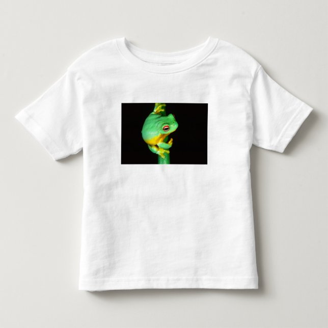 T-shirts Australian Red Eye Treefrog, Litoria chloris, (Frente)
