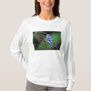 T-shirts Azul Jay, Cyaoncitta cristata
