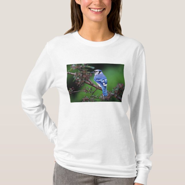 T-shirts Azul Jay, Cyaoncitta cristata (Frente)