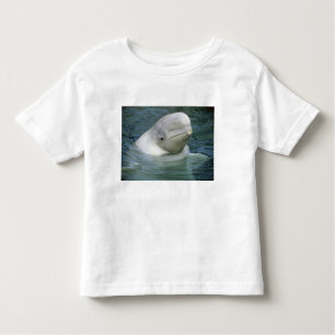 T-shirts Baleia de Beluga, Delphinapterus leucas)
