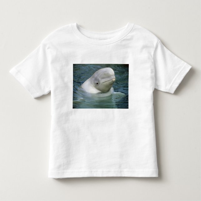 T-shirts Baleia de Beluga, Delphinapterus leucas) (Frente)