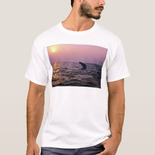 T-shirts Baleia de Humpback que pôr sobre uma exposição 