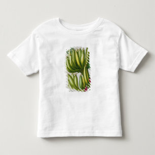 T-shirts Banana, gravada por Johann Jakob Haid (1704-67) pl