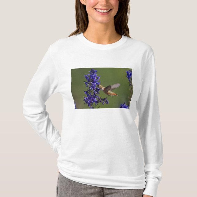 T-shirts Beija-flor-cinzento (Frente)