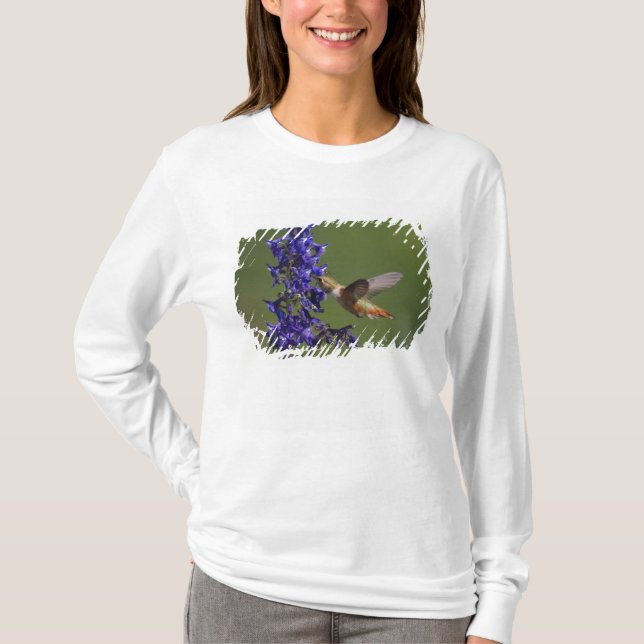 T-shirts Beija-flor-ruivo (Frente)