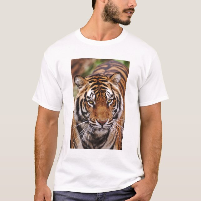 T-shirts Bengal Tiger, Panthera tigris (Frente)