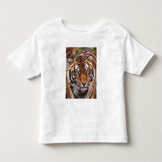 T-shirts Bengal Tiger, Panthera tigris (Frente)