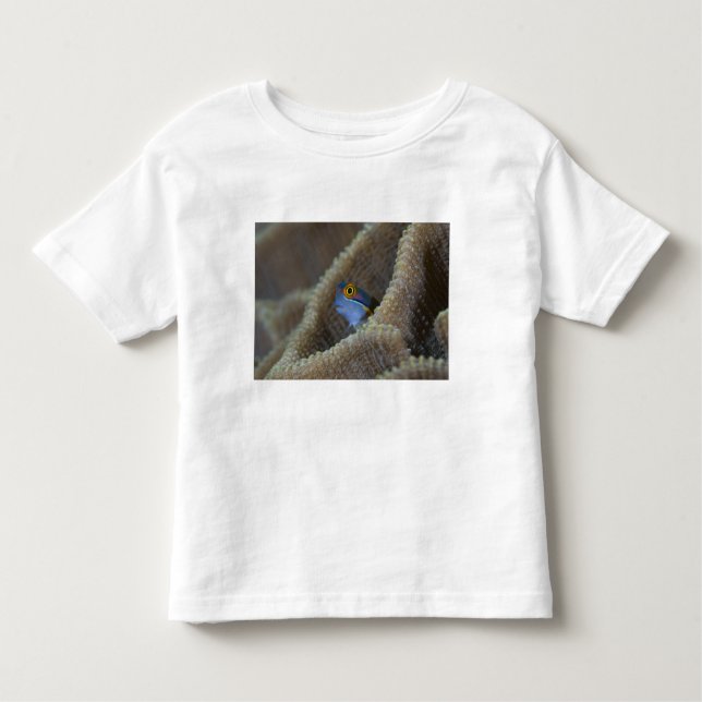 T-shirts Blenny fish Blenniidae), a cutucar a cabeça (Frente)