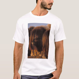 T-shirts boi almiscarado, Ovibos moschatus, bezerro recém-n