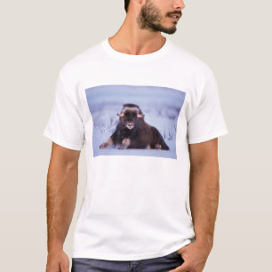 T-shirts boi jovem de boi-almiscarado, Ovibos moschatus